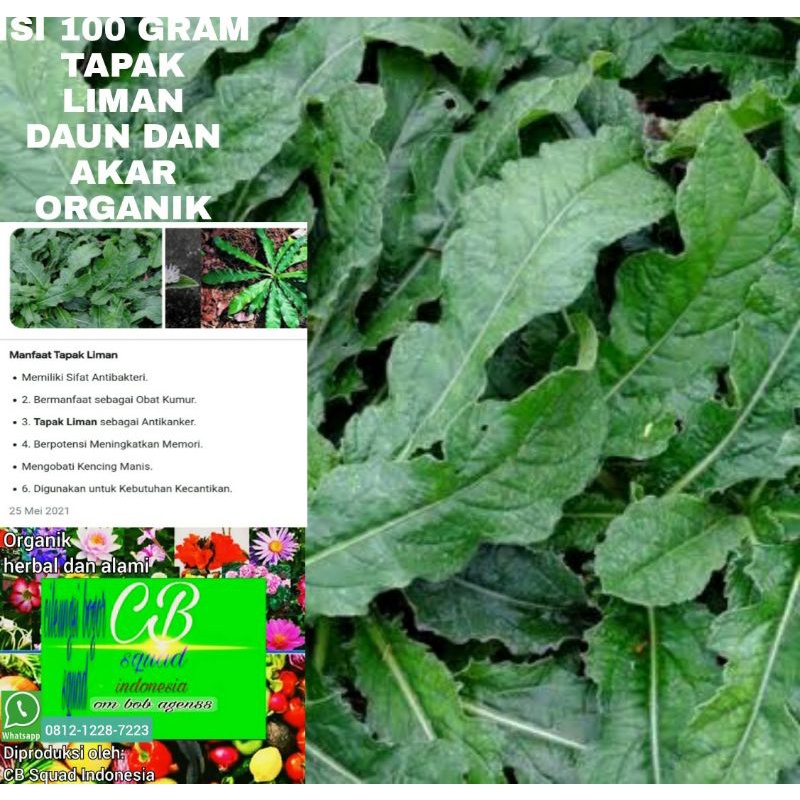 Jual Tapak Liman Organik Gram Daun Dan Akar Tapak Liman Shopee