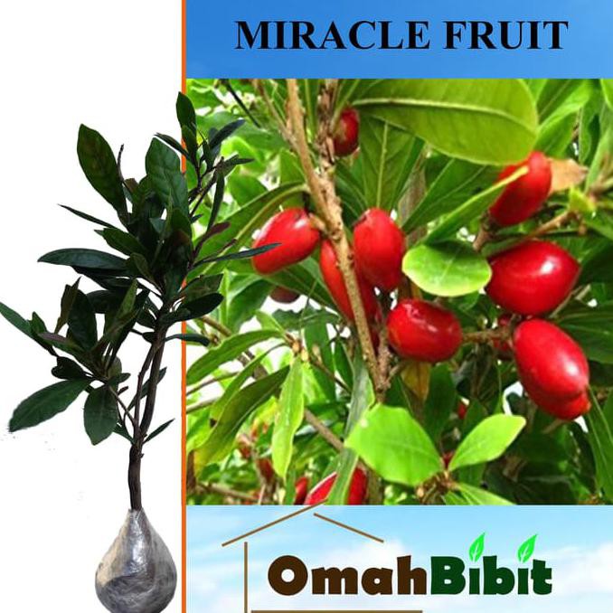 Jual Pjr Tanaman Miracle Fruit Buah Ajaib Tinggi Cm Shopee