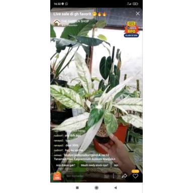 Jual Tanaman Hias Peace Lily Variegata Shopee Indonesia