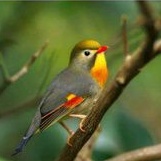 Jual Burung Robin Import Jantan Pilihan Shopee Indonesia