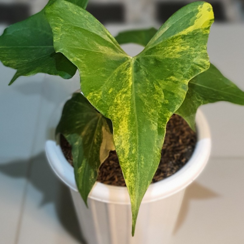 Jual Anthurium Pterodactyl Variegata Mewah Shopee Indonesia