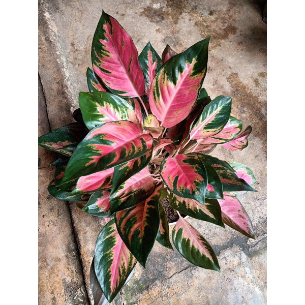 Jual Aglaonema Kochin Rumpun Shopee Indonesia