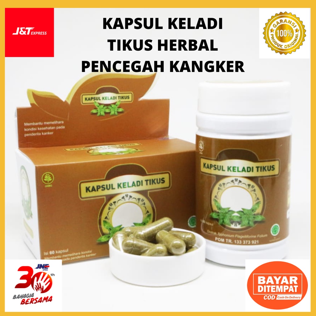 Jual KAPSUL KELADI TIKUS HERBAL PENCEGAH PENYEBARAN SEL KANGKER TUMOR