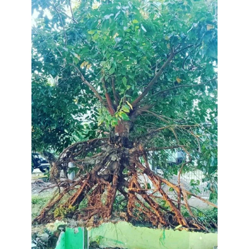 Jual Bonsai Ficus Bodhi Religiosa Bonsai Sacred Fid Indonesia Shopee