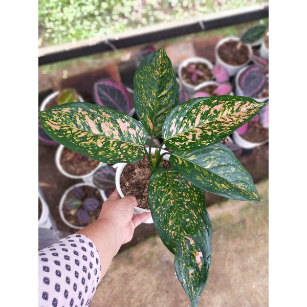 Jual Aglaonema Ruby Murah Shopee Indonesia