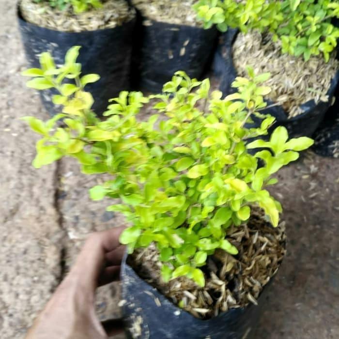 Jual Tanaman Hias Bibit Bonsai Legistrum Legistrum Kuning Pohon