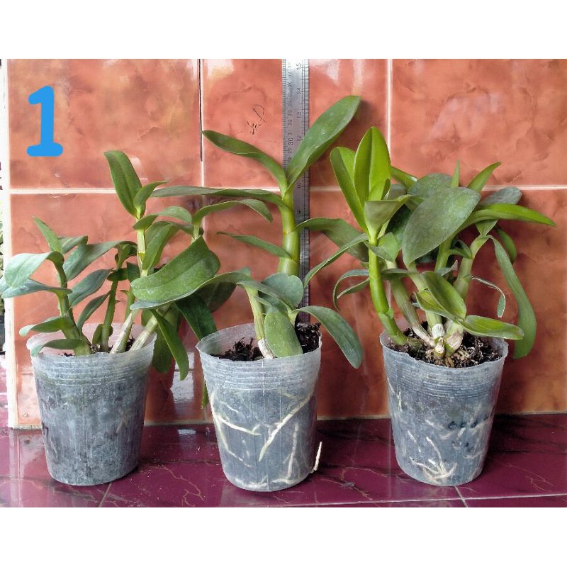 Jual Anggrek Dendrobium Melintir Shopee Indonesia