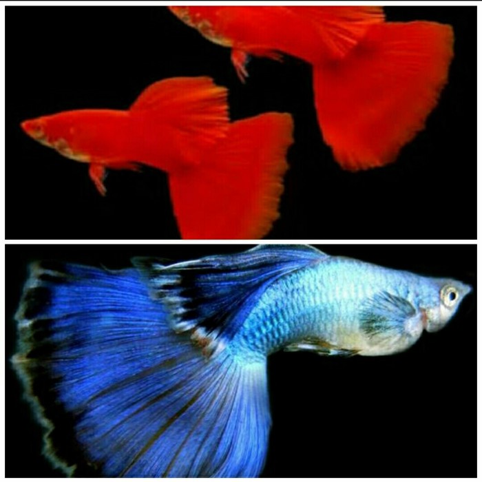 Jual Ikan Guppy Afr Blue Diamond Pasangan Shopee Indonesia