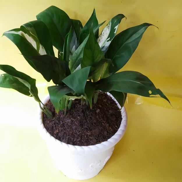 Jual 78YZ Tanaman Hias Peace Lily Tanaman Indoor Ready Shopee Indonesia