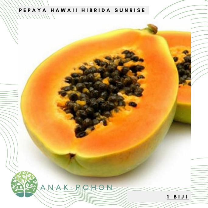 Jual Benih Bibit Biji Pepaya Hawaii Sunrise Jingga Hibrida F1 Seeds