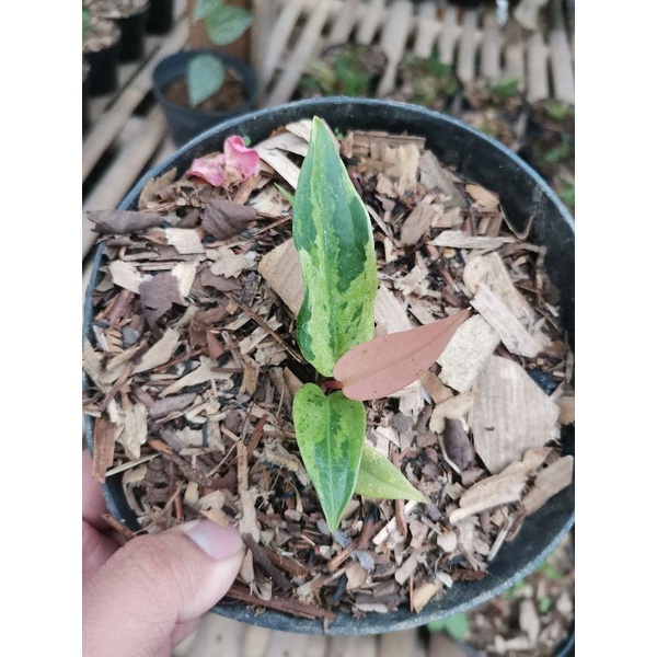 Jual Tanaman Bunga Anturium Jemani Rumpun Variegata Anthurium Jemani