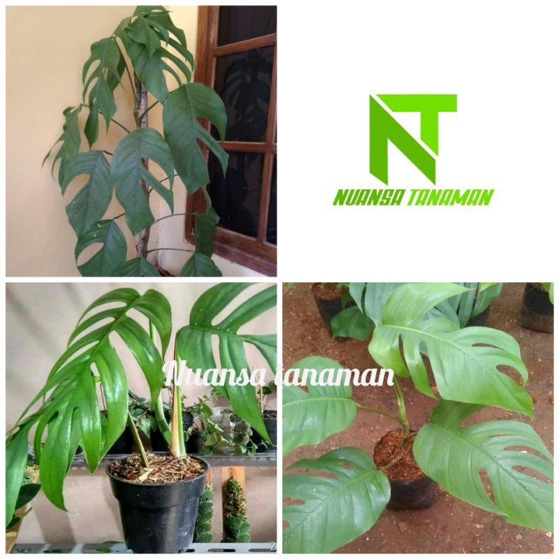 Jual Tanaman Hias Monstera Epipremnum Pinatum Monstera Ekor Naga