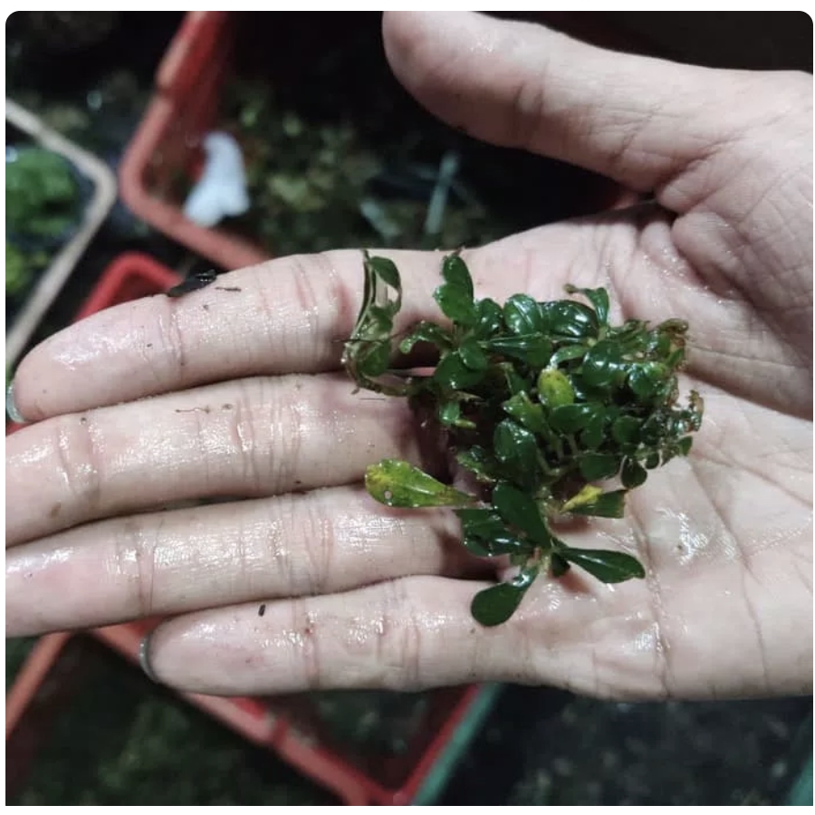 Jual Tanaman Aquascape Bucephalandra Sp Mini Tanaman Aquascape