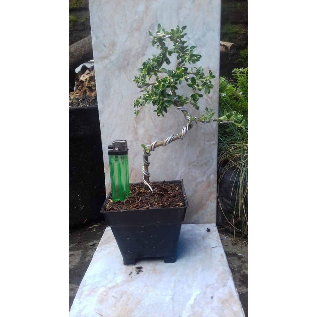 Jual Bahan Bonsai Mirten Mirton Tanaman Hias Mini Tanaman Bunga Hingkip