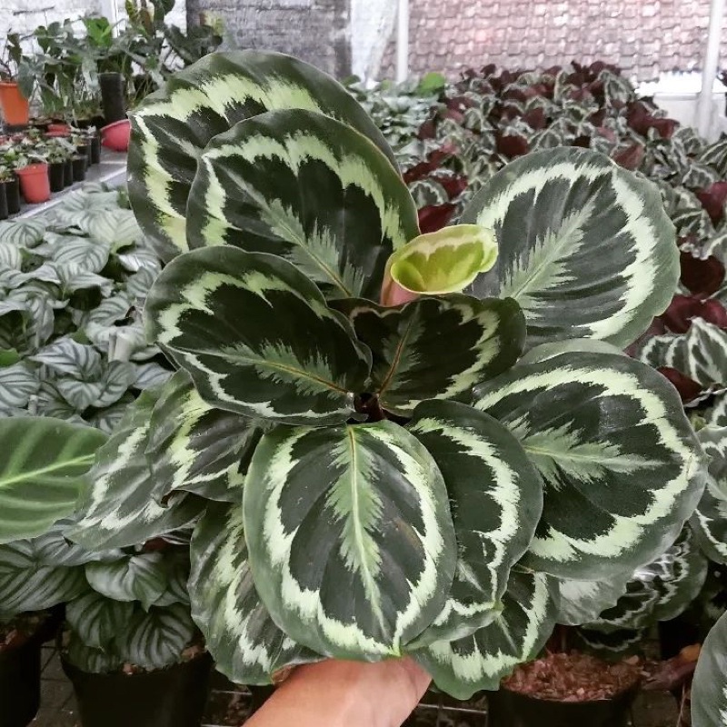 Jual Tanaman Chalathea Silver Black Calathea Hidup Bunga Calathea