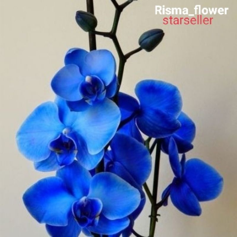 Jual Anggrek Dendrobium Blue Dewasa Tanaman Hias Anggrek Dendrobium