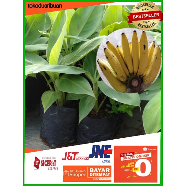 Jual Bibit Pisang Cavendish Sunpride Kuning Cavendish Kavendis Kapendis