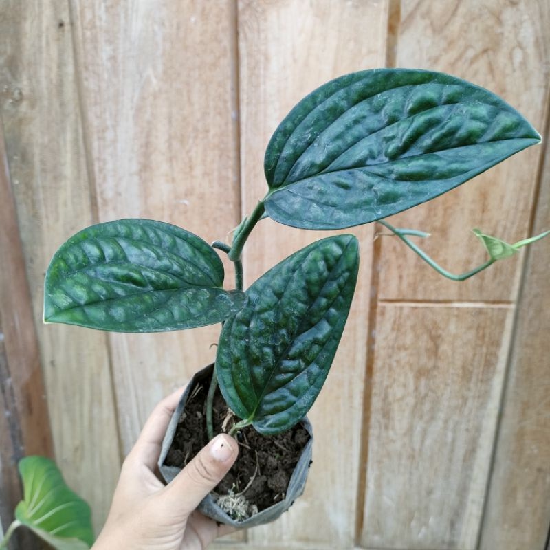 Jual Tanaman Hias Monstera Karstenianum Sirih Badak Shopee Indonesia