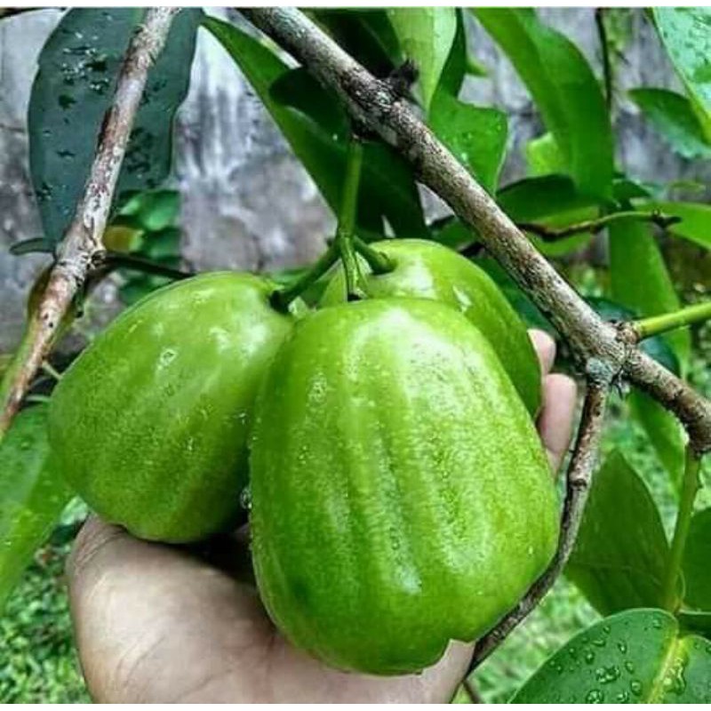 Jual Bibit Jambu Kiojok Hasil Okulasi Cepat Berbuah Shopee Indonesia