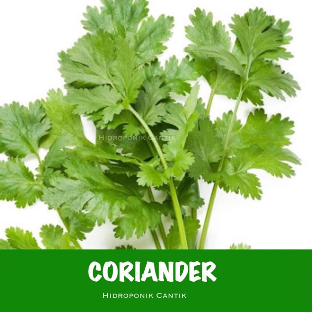 Jual Benih Coriander Wansui Daun Ketumbar Shopee Indonesia