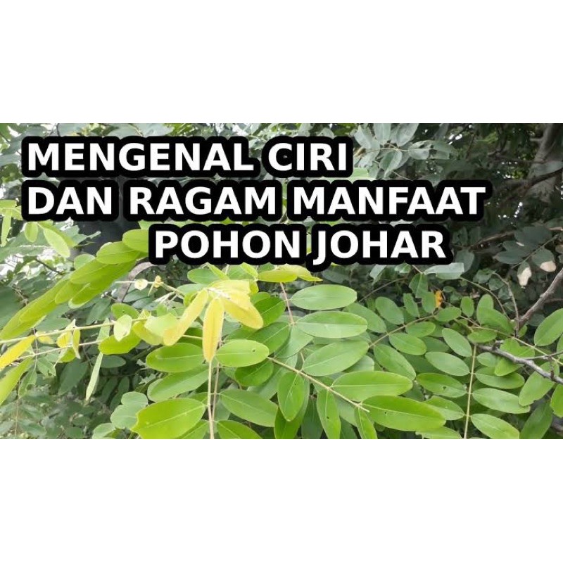 Jual Daun Herbal Johar Segar 1kg Indonesia Shopee Indonesia