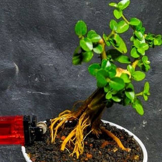 Jual Bonsai Small Sancang Premna Microphylla Program Mame Cakep