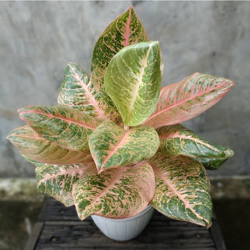 Jual Aglonema Harley Queen Tanaman Hias Aglaonema Harleyqueen Bukan