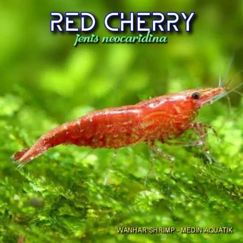 Jual Udang Hias Red Cherry Shrimp Aquascape Aquarium Shopee Indonesia