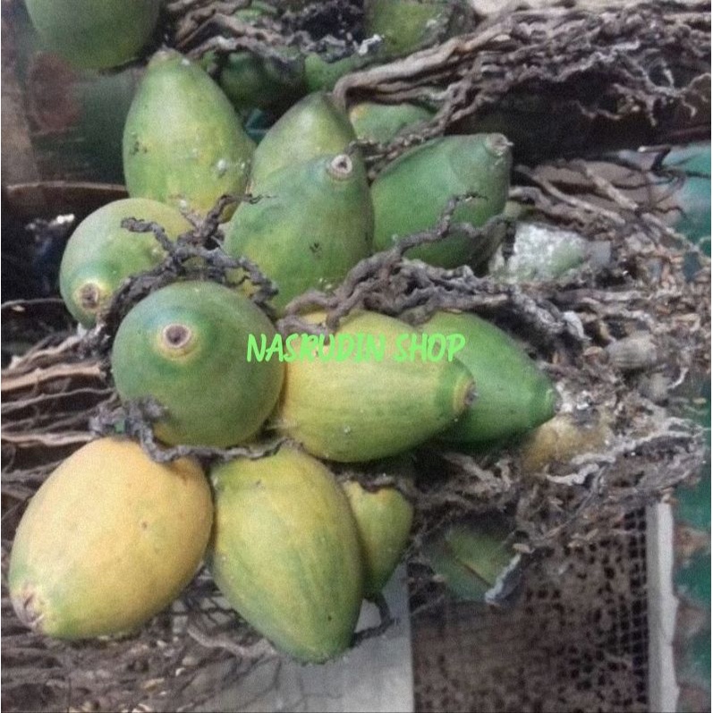 Jual BUAH PINANG MUDA DAN SETENGAH TUA 1KG SEGAR LANGSUNG PETIK BUAH