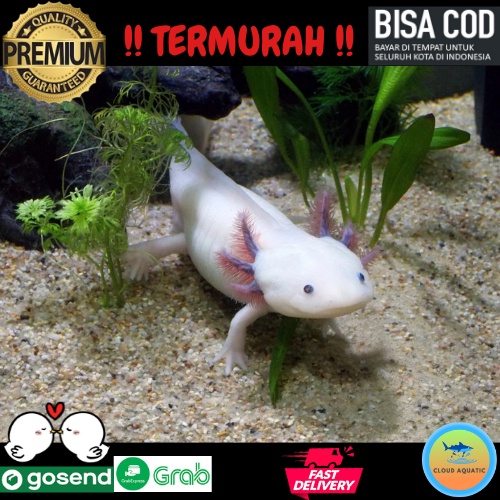 Jual Ikan Hias Axol Albino Axolotl Albino Salamander Air Tawar Predator