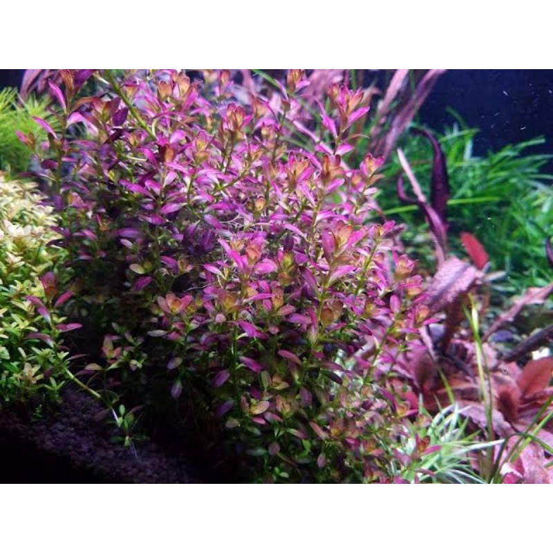 Jual Rotala Ramosior Florida Batang Tanaman Aquascape Shopee Indonesia