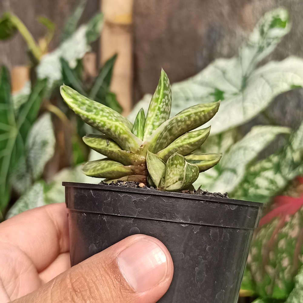 Jual Kaktus Sukulen 071 Gasteria Brachyphylla Variegated Shopee