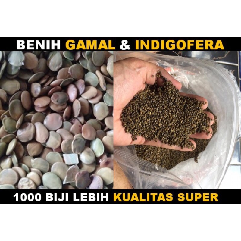 Jual Benih Indigofera Dan Gamal Kualitas Super Gr Shopee Indonesia