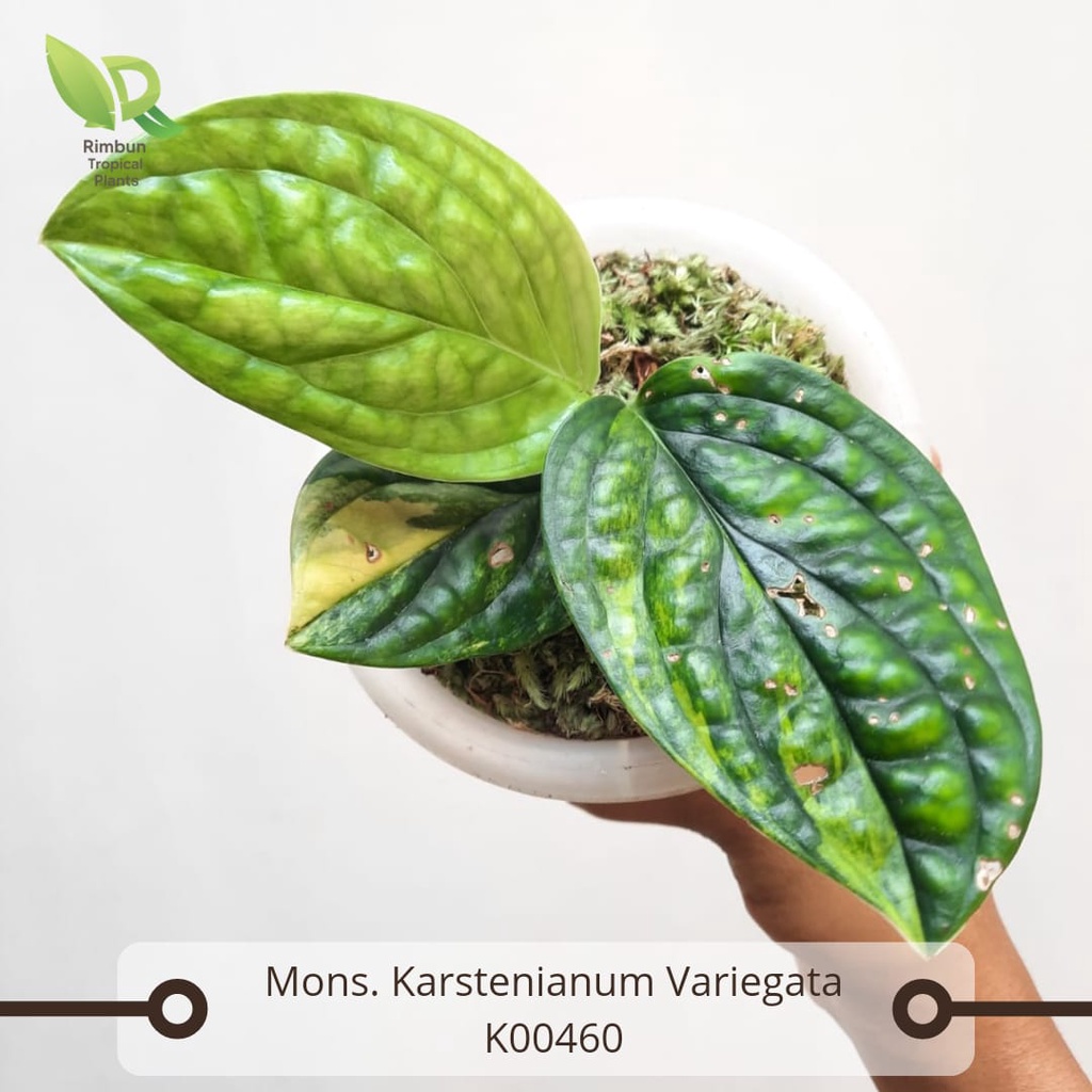 Jual Monstera Karstenianum Variegata Sirih Badak Variegata Tanaman