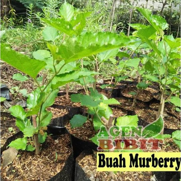 Jual Pusat Benih Tanaman Bibit Pohon Murberry Erni Wulansiska