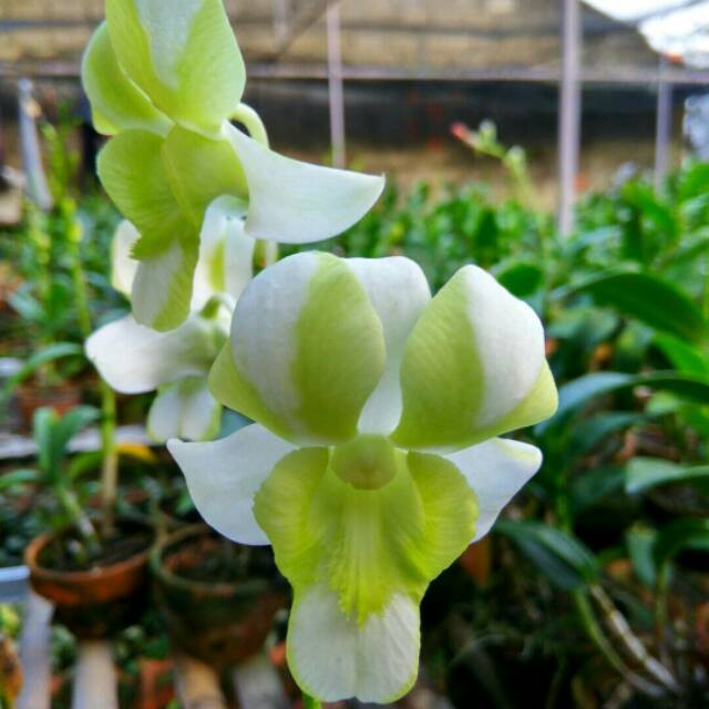 Jual PROMO Tanaman Hias Anggrek Dendrobium Liberty White Tanama