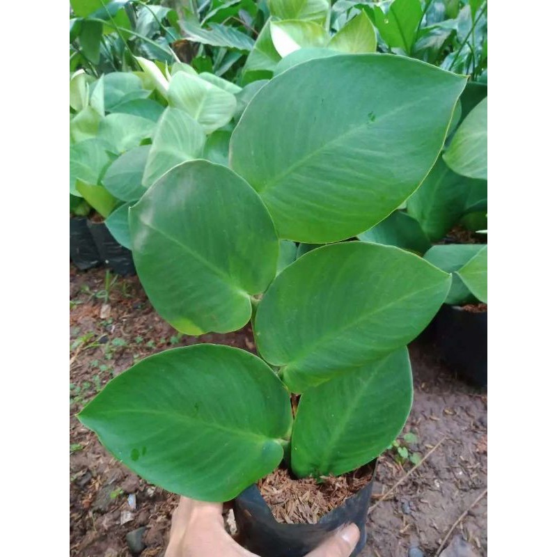 Jual Tanaman Hias Rambat Daun Dollar Besar Shopee Indonesia