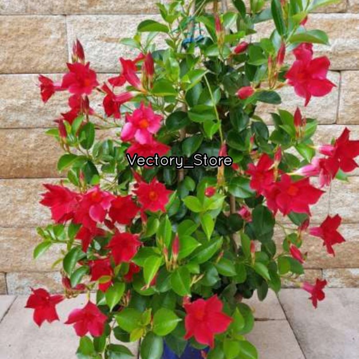 Jual TANAMAN HIAS RAMBAT BUNGA RED MANDEVILLA ATAU ALAMANDA MERAH