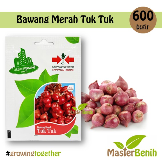 Jual Benih Bawang Merah Tuktuk Bawang Merah Lokananta Shopee Indonesia