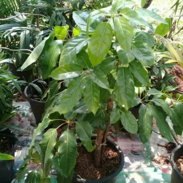 Jual Tanaman Walisongo Pohon Walisongo Daun Besar Tinggi 1meter