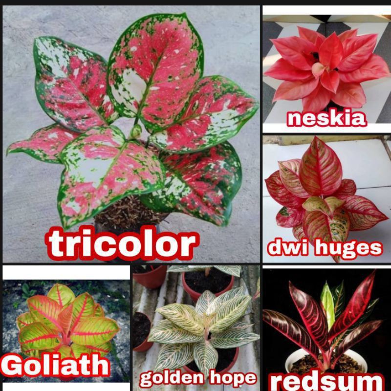 Jual Paket 6 Bibit Bonggol Aglonema Tricolor Nezkia Dwi Huges