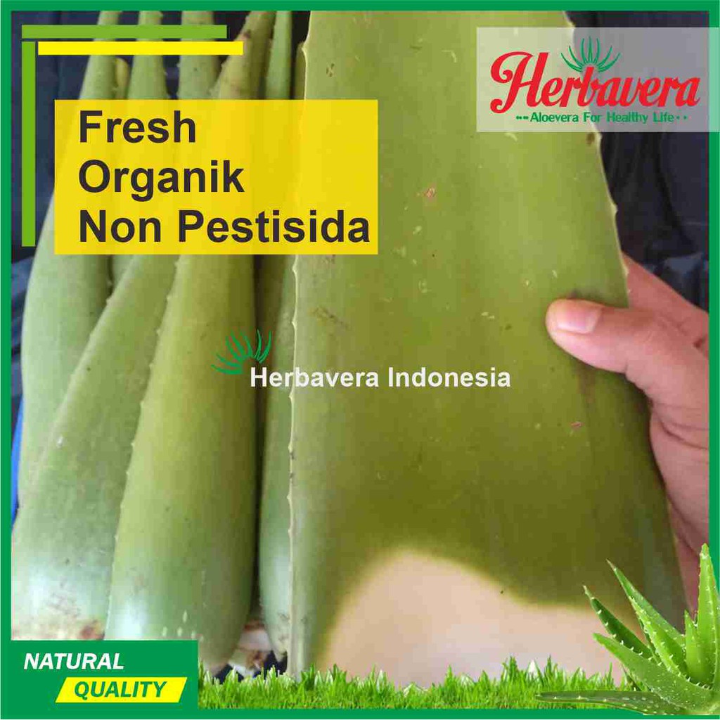 Jual Pelepah Batang Lidah Buaya Aloe Vera Indonesia Shopee Indonesia