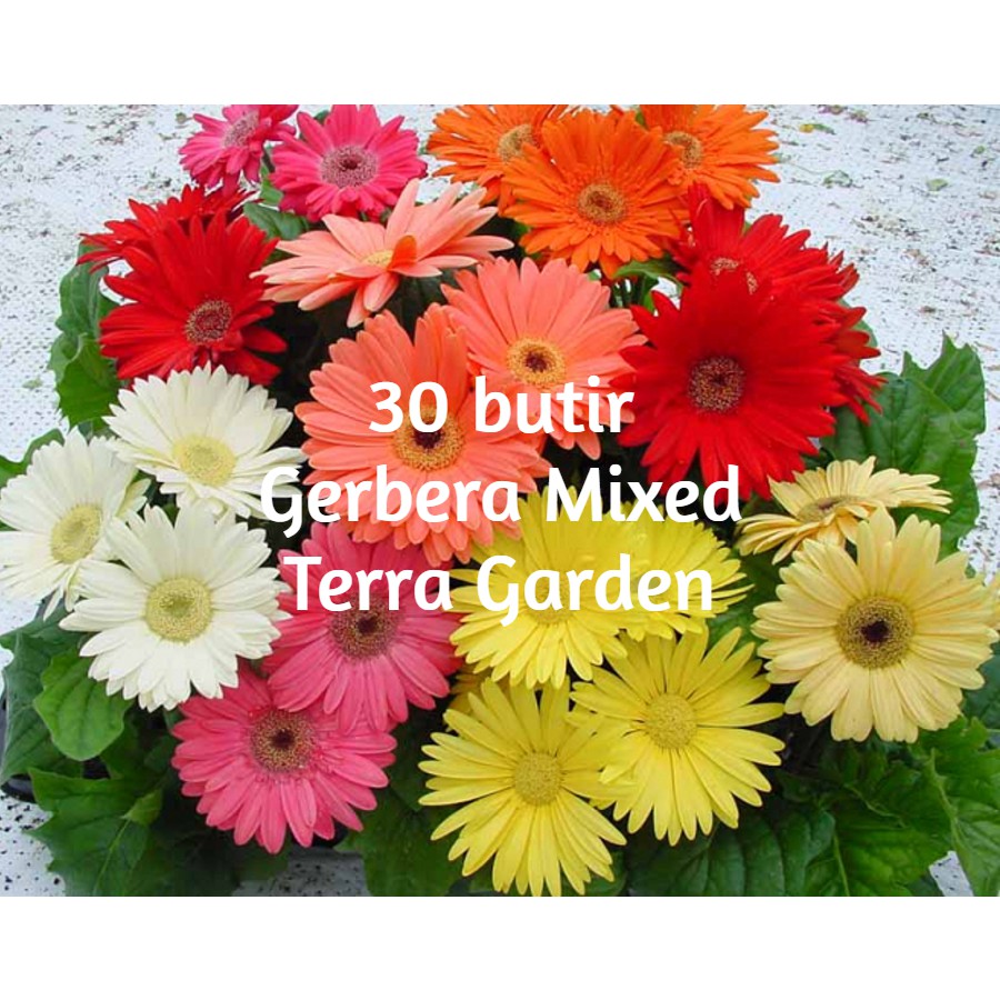 Jual Biji Benih Bunga Gerbera Jamesonii Mixed Herbras Seeds Shopee