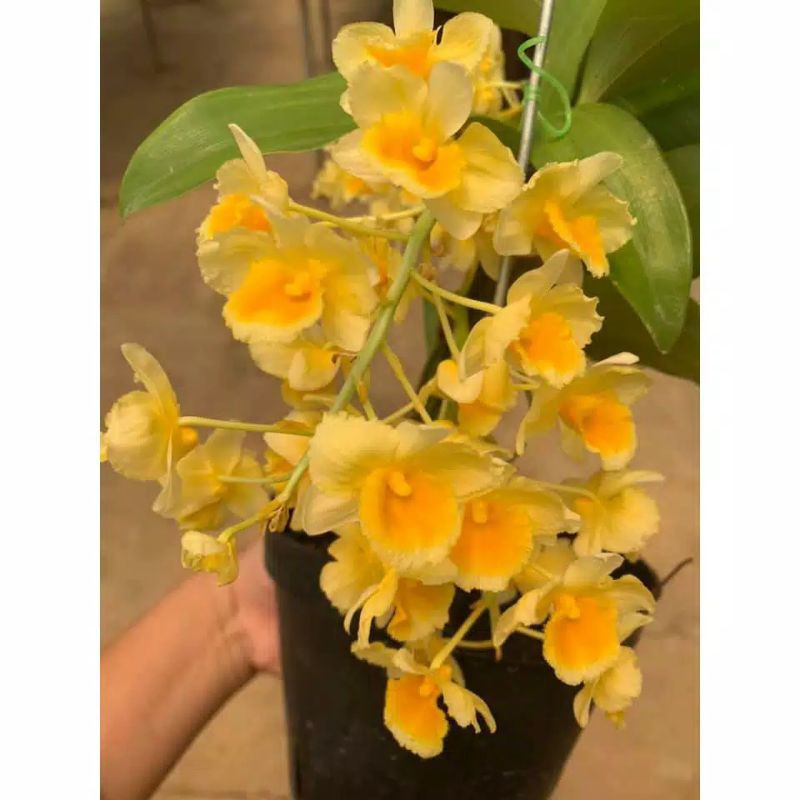 Jual Anggrek Dendrobium Dewasa Angrek Farmery Shopee Indonesia