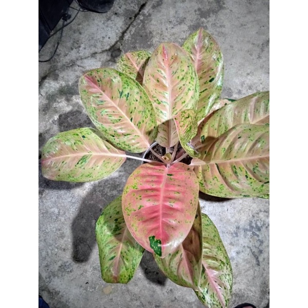 Jual Aglaonema Bigroy Shopee Indonesia