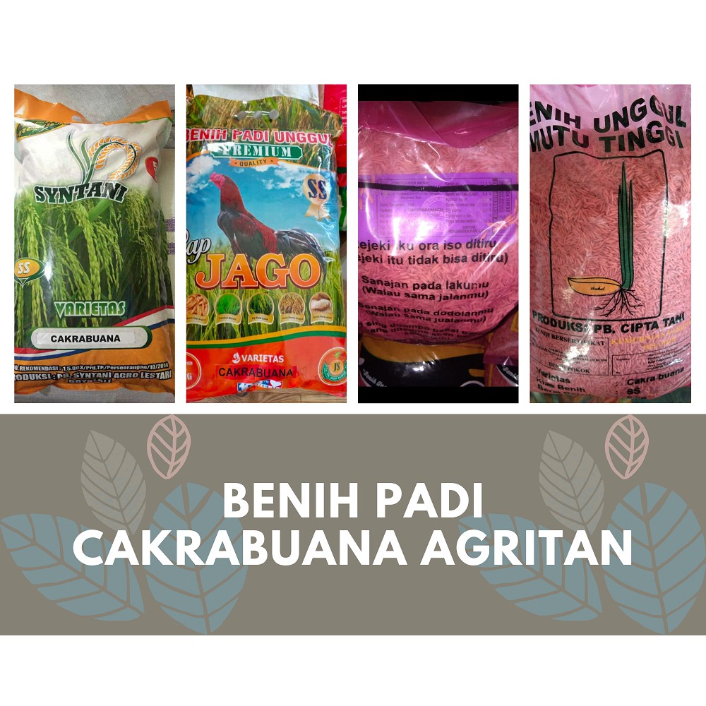 Jual Benih Padi Cakrabuana Agritan Shopee Indonesia