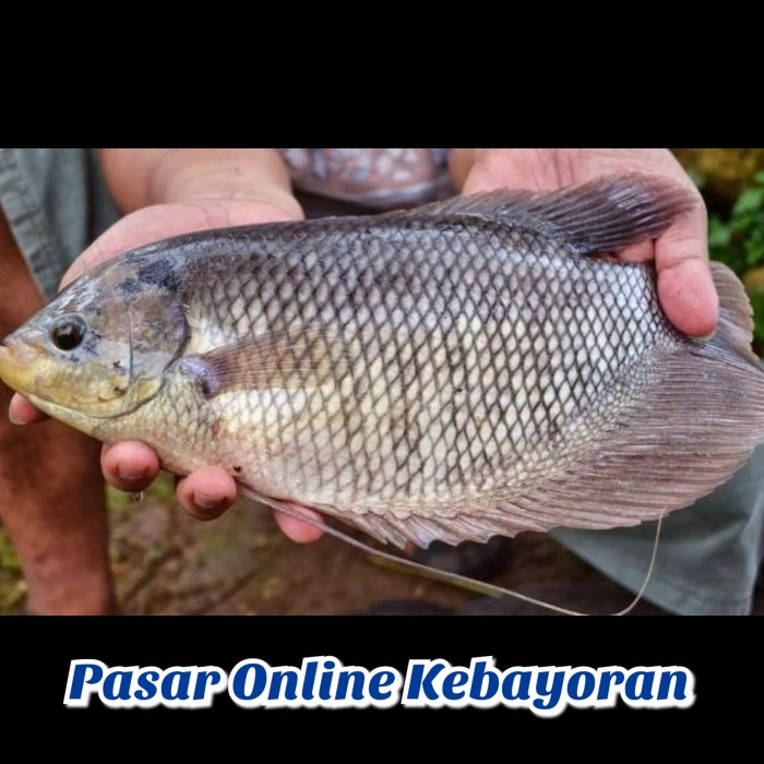 Jual Ikan Gurame Segar 1 Kg Jabodetabek Shopee Indonesia