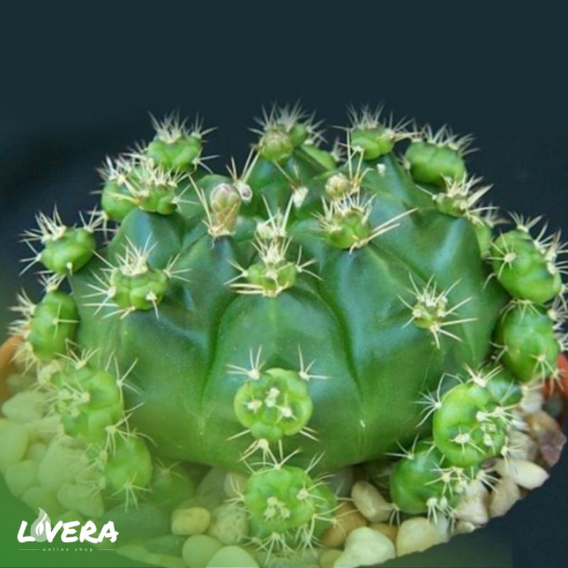 Jual Bibit Kaktus Ownroot Gymnocalycium Kaktus Tomat Shopee Indonesia