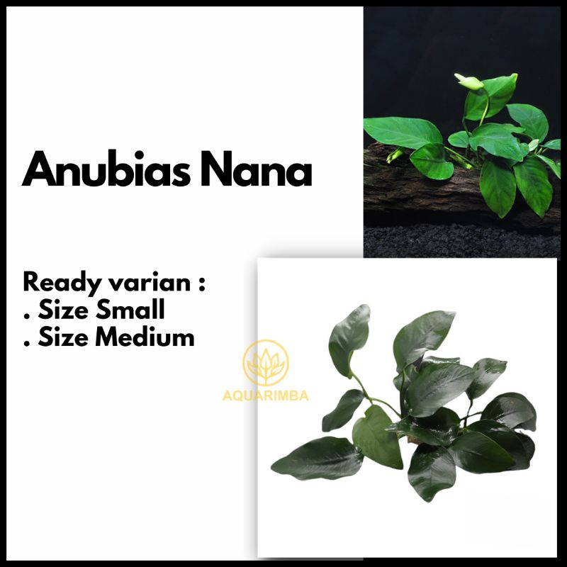 Jual Anubias Nana Tanaman Aquascape Tanpa Co Shopee Indonesia