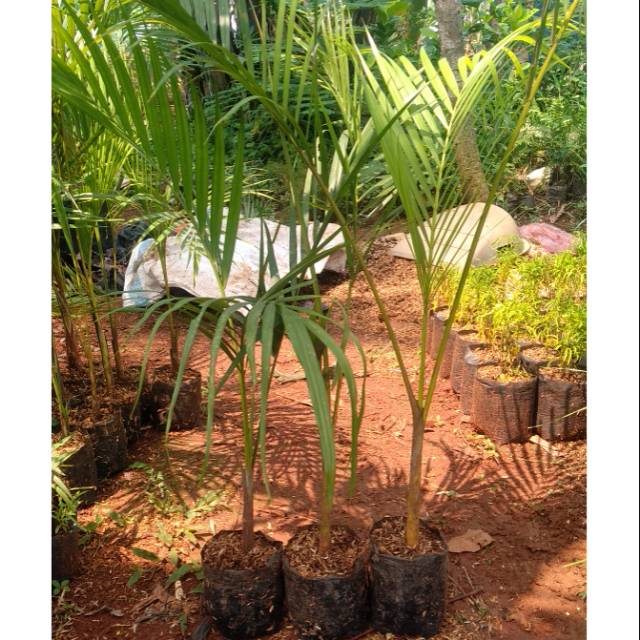 Jual Pohon Palm Kuning Shopee Indonesia